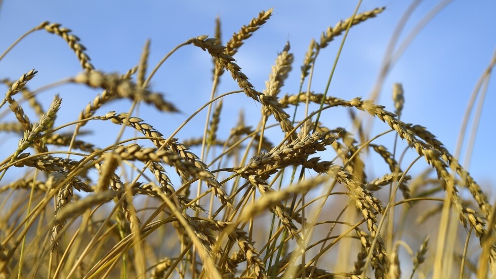 توقعات بمحصول وفير من الحبوب في روسيا