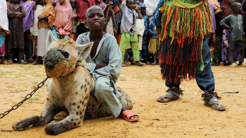 نيجيريا.. ترويض الضباع والأفاعي عادة قديمة وجزء من التراث (صور + فيديو)