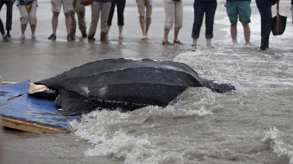 للمرة الأولى.. رصد سلحفاة عملاقة بقوقعة جلدية في تركيا (فيديو)