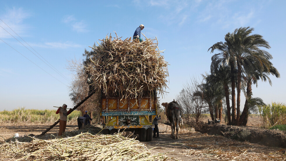 مصر تحقق اكتفاء ذاتيا من السكر بنسبة 89%