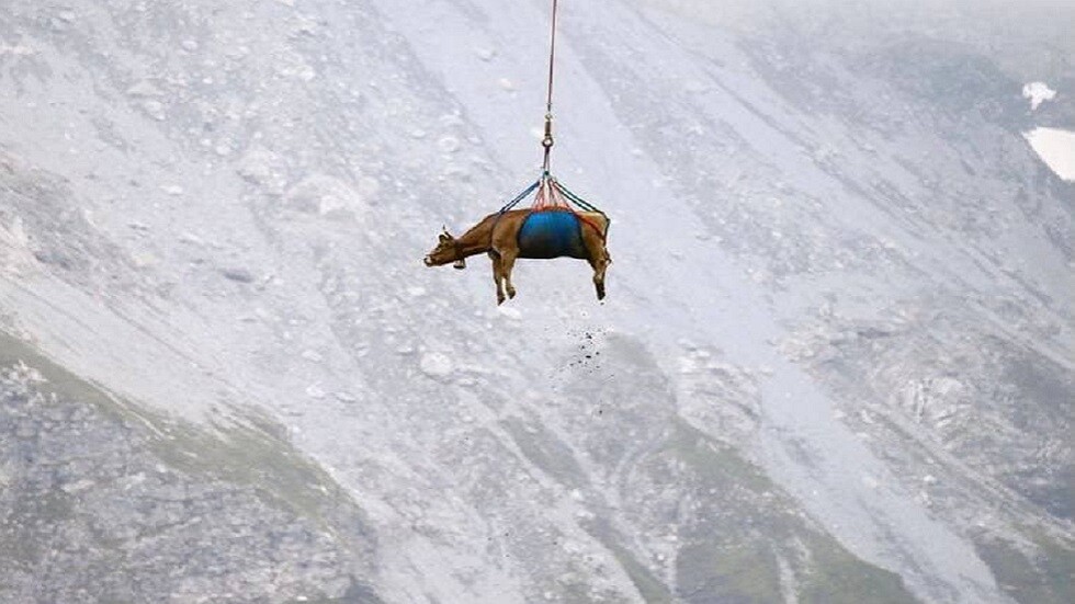 سويسرا.. الأبقار معلقة بين السماء والأرض