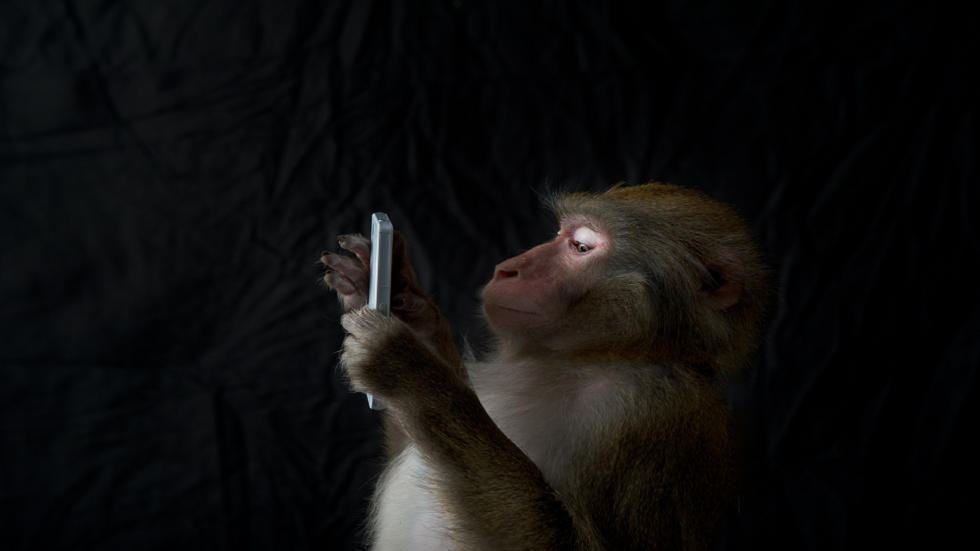 مثل البشر.. القردة تتواصل لبدء وإنهاء التفاعلات الاجتماعية