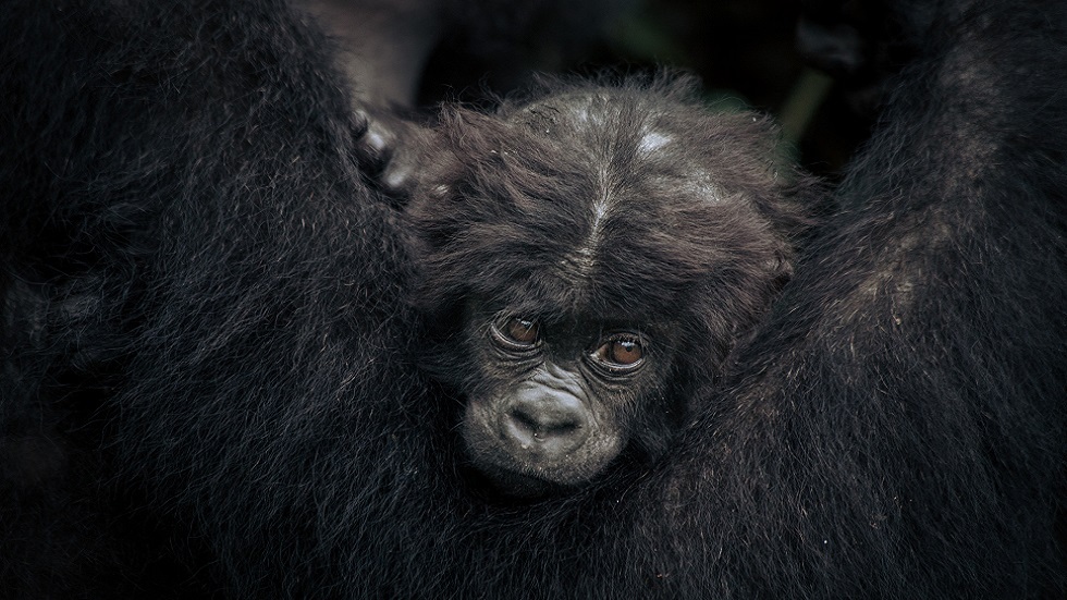 الكونغو: ولادة غوريلا نادرة في حديقة للحيوانات (صور)