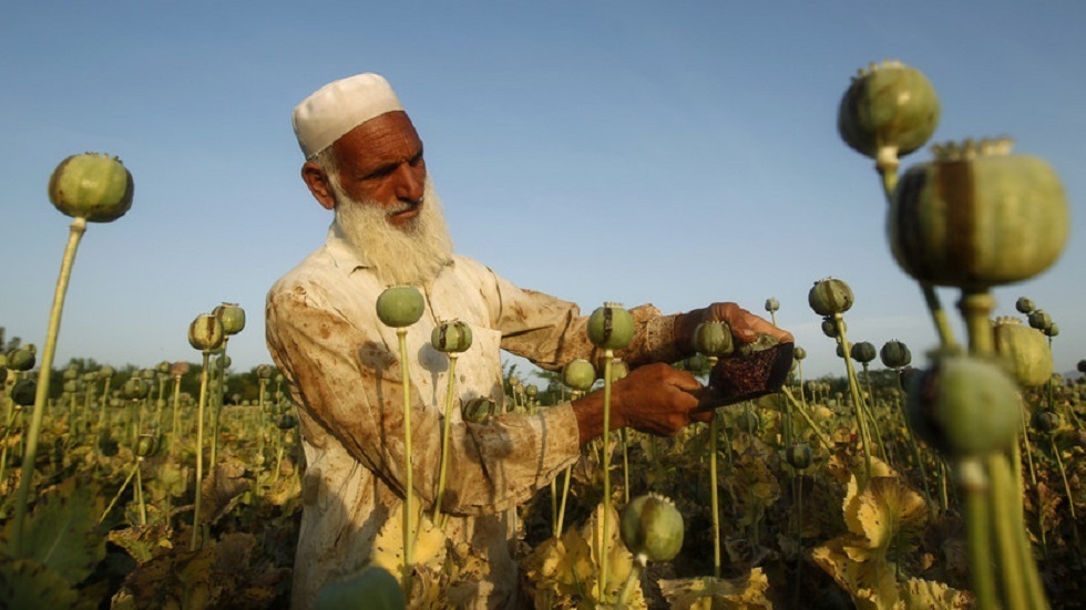 ماذا تعني سيطرة طالبان على تجارة الأفيون غير المشروعة في أفغانستان؟
