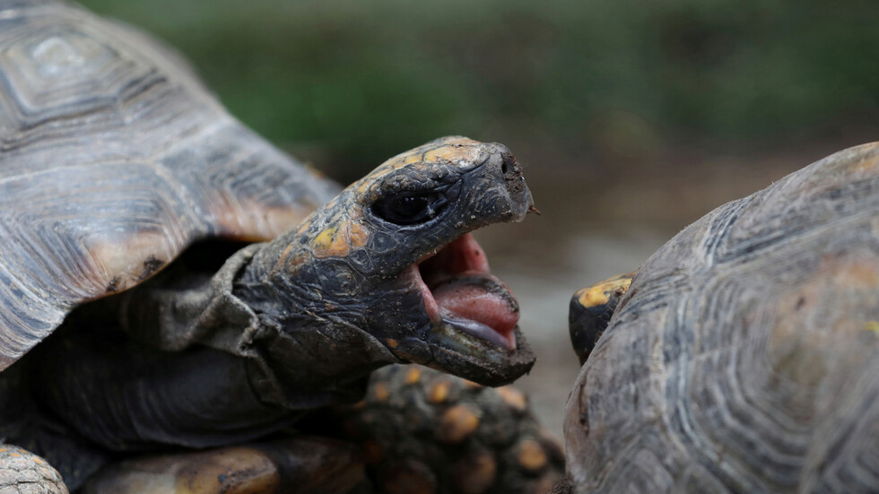 ما هو سر فيديو السلاحف "الراكضة السريعة"؟