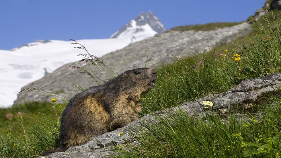 الحيوانات التي تعيش في المرتفعات تتطور أسرع