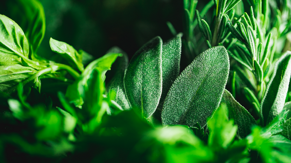 باحثون يزعمون أن عشبة محددة 