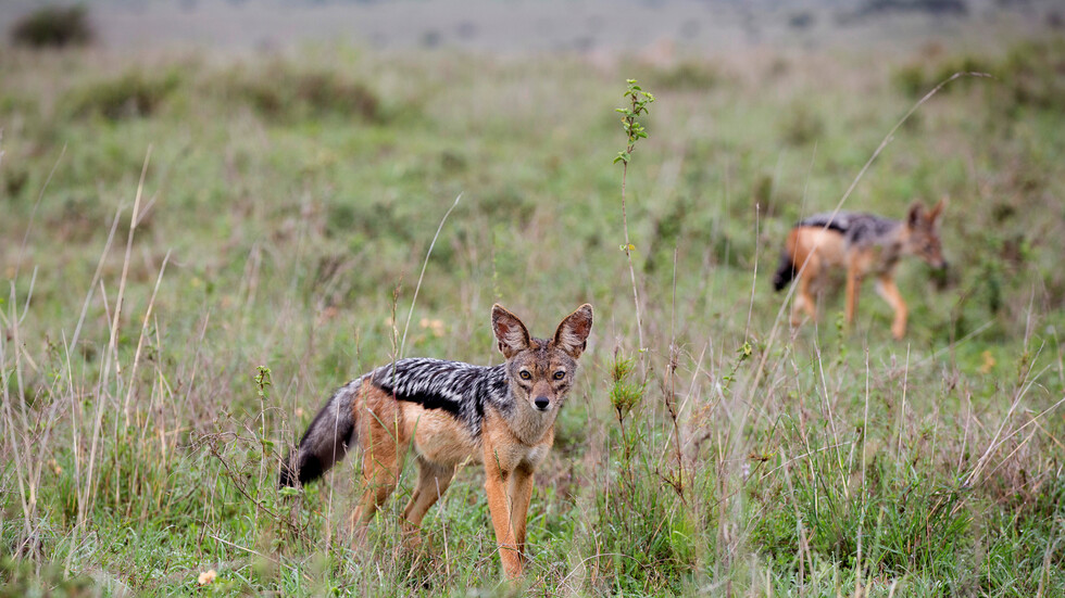 ليبيا.. تحذيرات من انقراض ابن آوى