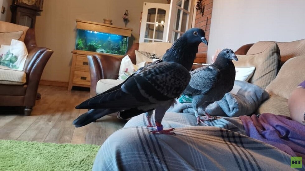 بريطانية تنفق 4000 جنيه إسترليني شهريا لترفيه حمامتين (صور + فيديو)