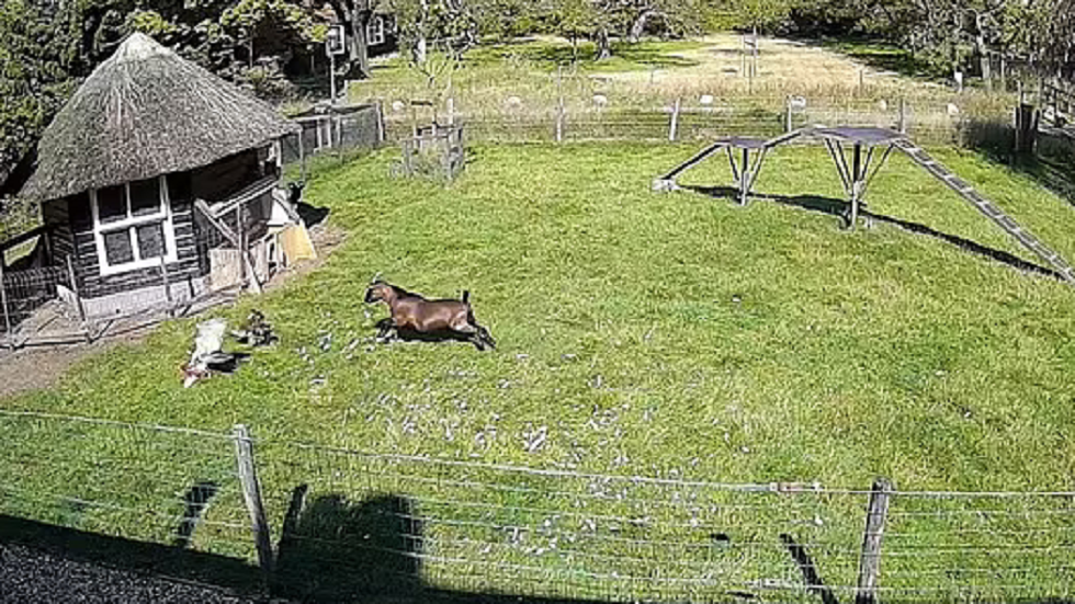 رغم اختلاف الفصيلة.. حيوانات الحظيرة الواحدة تدافع عن بعضها إذا داهم أحدها خطر خارجي