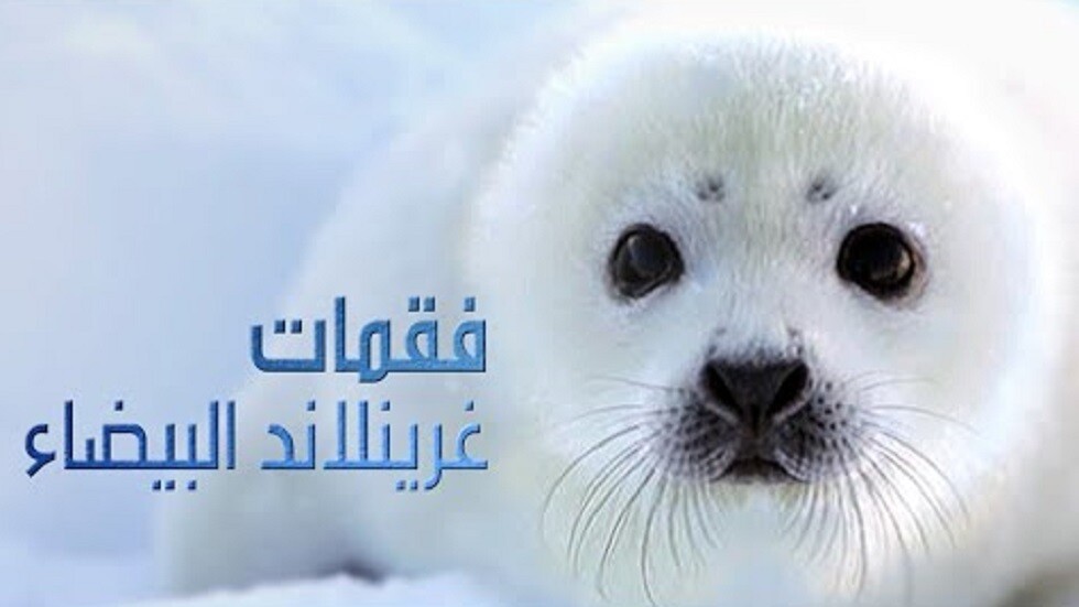 فقمات غرينلاند البيضاء