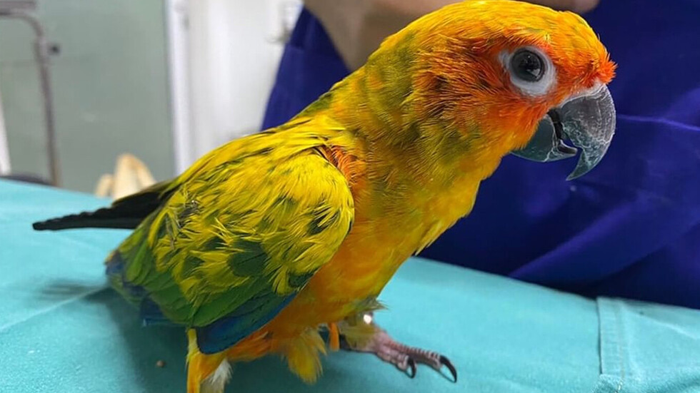 الأرجنتين.. طائر ببغاء "شاهد رئيسي" في قضية قتل