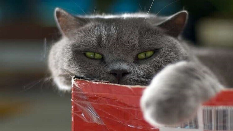 دراسة تكشف ارتباط القطط بخطر الذهان