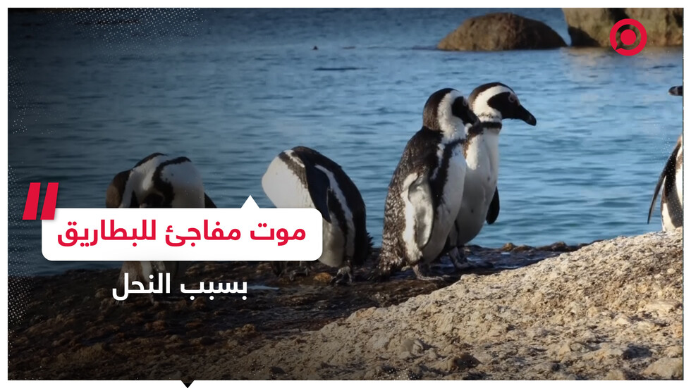 أثوال النحل تسبب موتا مفاجئا للبطاريق