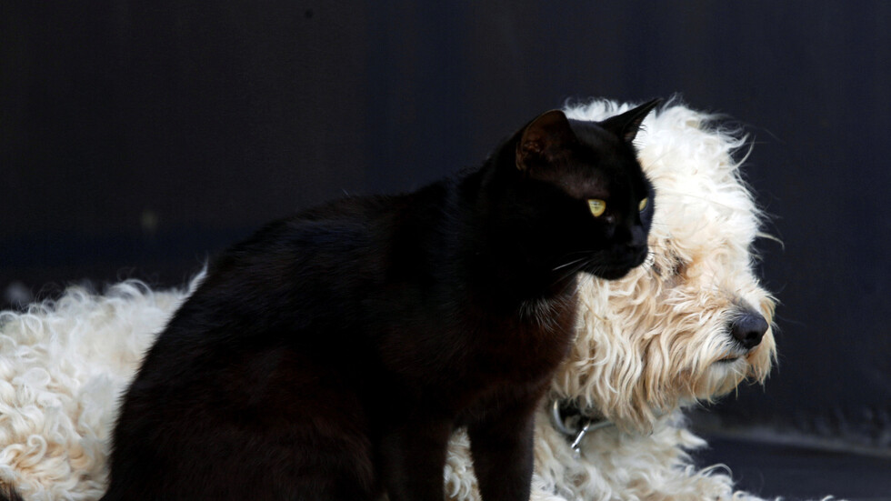 بيانات كورية جنوبية: أعداد القطط والكلاب المستوردة تضاعفت في ظل جائحة كورونا