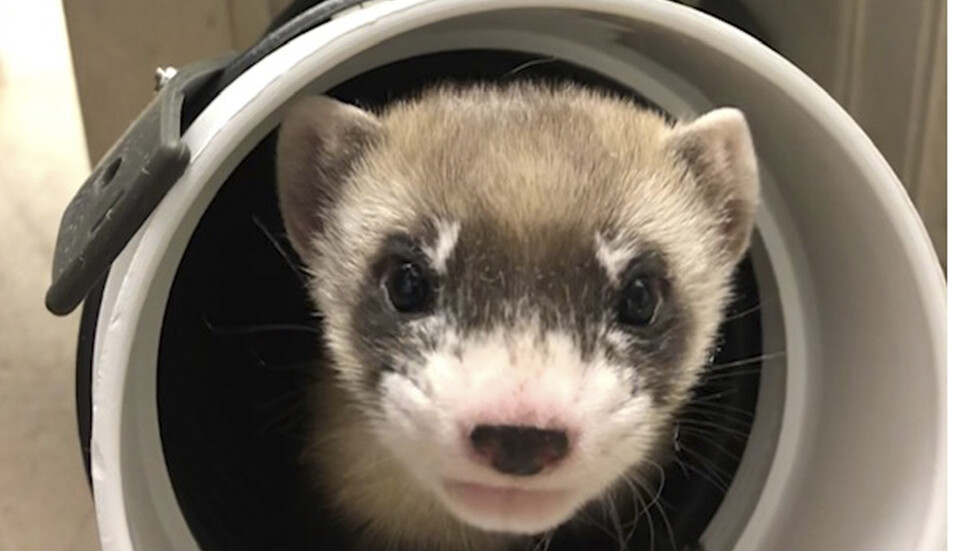 لأول مرة.. تشخيص إصابة ابن عرس أليف بـ"كوفيد-19" في الولايات المتحدة