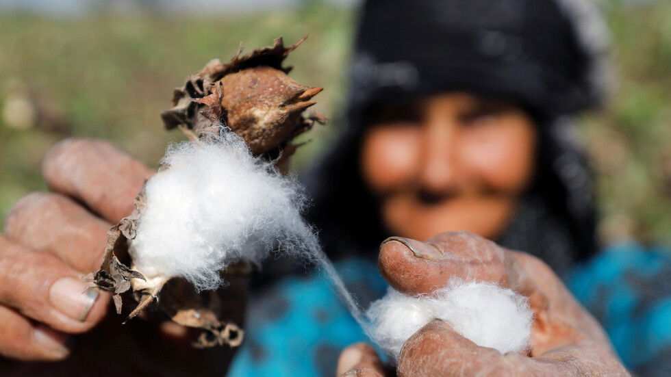 نقيب عام الفلاحين": مصر نجحت في استعادة مجد "الذهب الأبيض"
