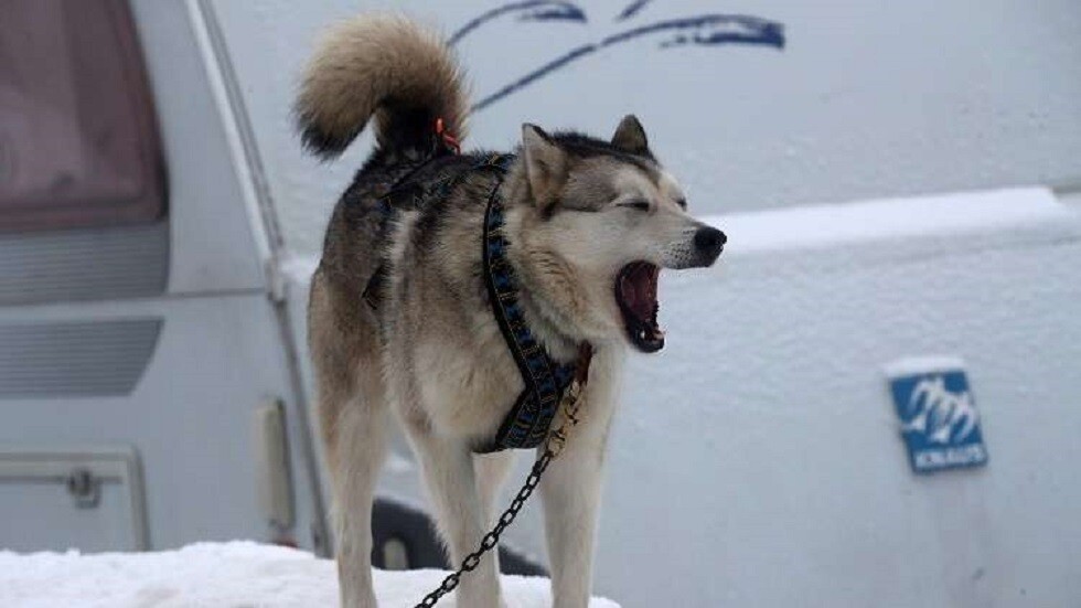 رحلة 5 نجوم لكلبين (صور)