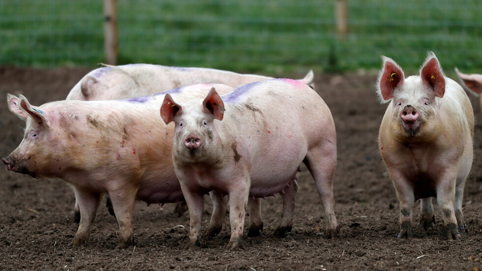 ما لغز وجود قطيع خنازير في مطار أمستردام الدولي؟