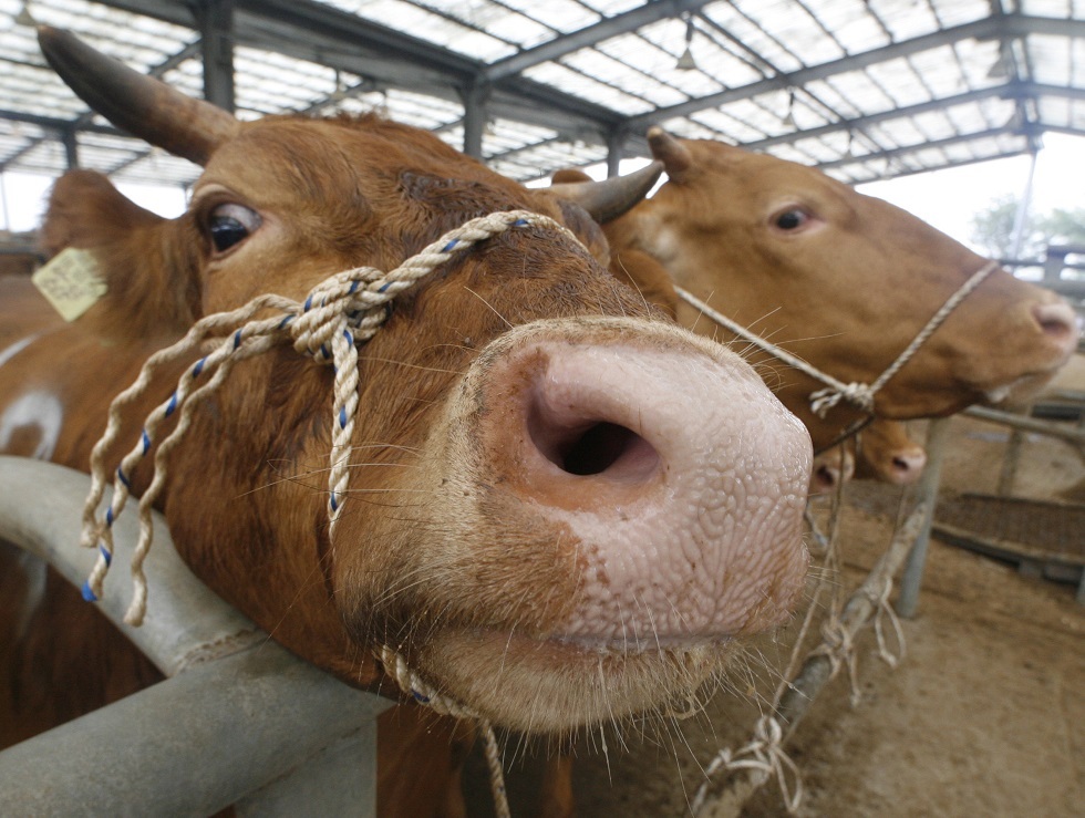 البرازيل توقف تصدير لحوم الأبقار إلى الصين بعد رصد حالتي إصابة بـ
