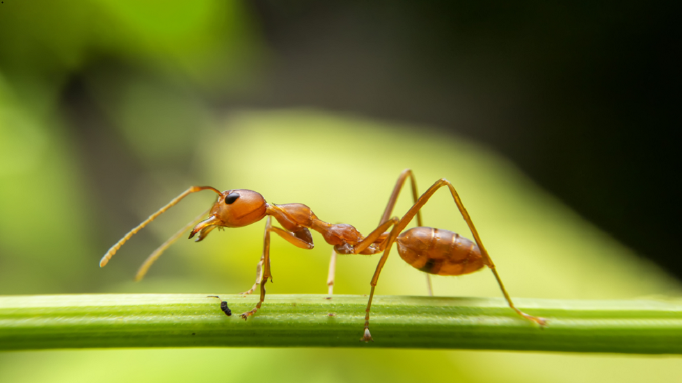 في اكتشاف هام.. العلماء يكشفون سر كون لدغات النمل قوية جدا ومؤلمة!