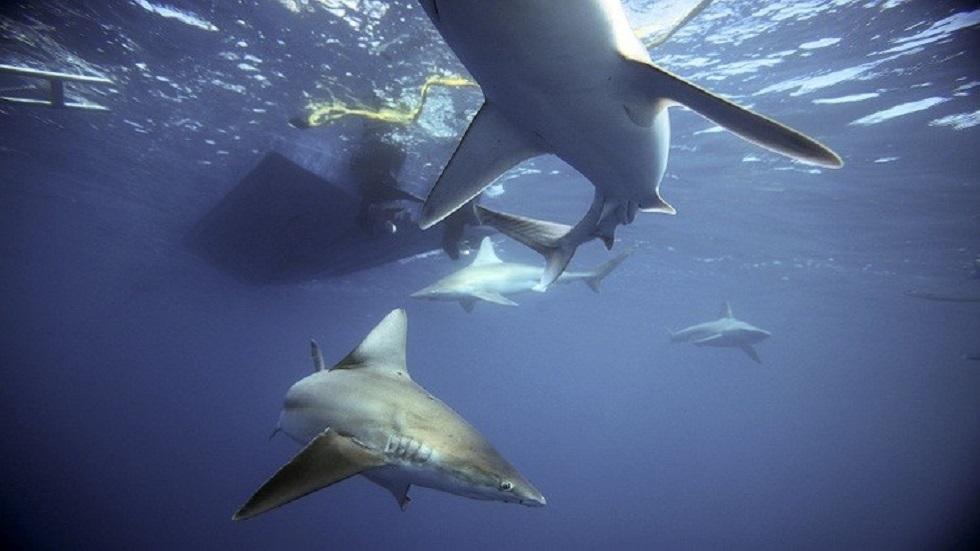 وزارة البيئة المصرية: السواحل الشمالية آمنة من هجوم القرش