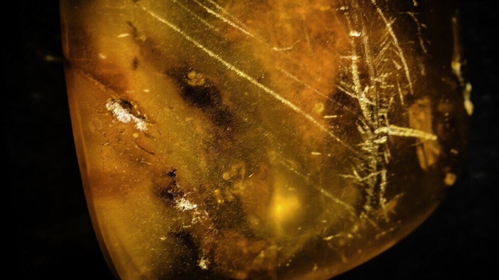 اكتشاف بقايا أنثى عنكبوت تحمي صغارها محفوظة في الكهرمان منذ 99 مليون عام (صور)