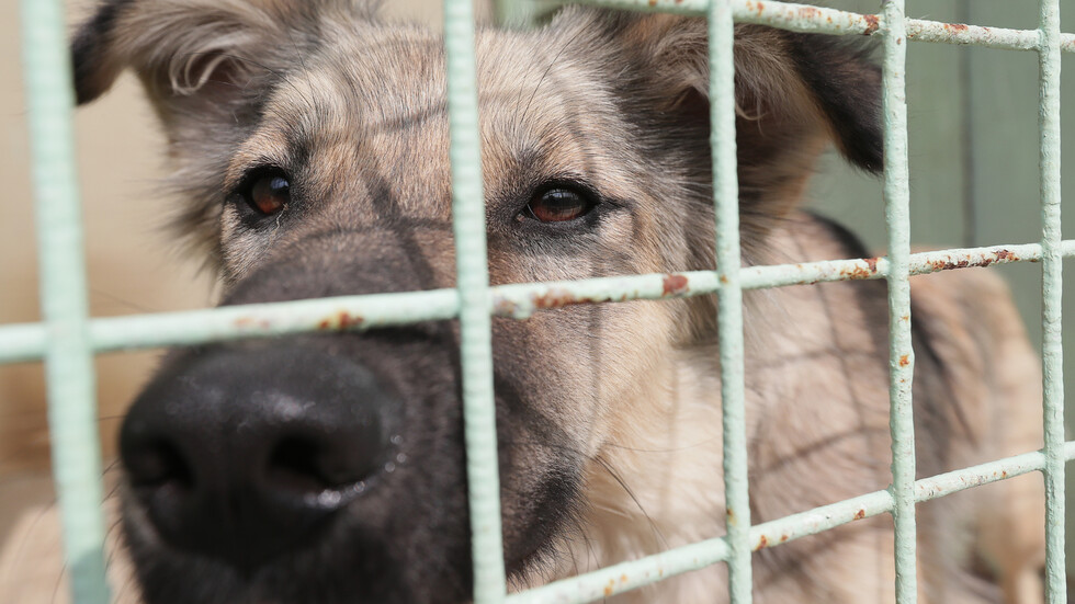 تسمم جماعي للكلاب في ضواحي موسكو