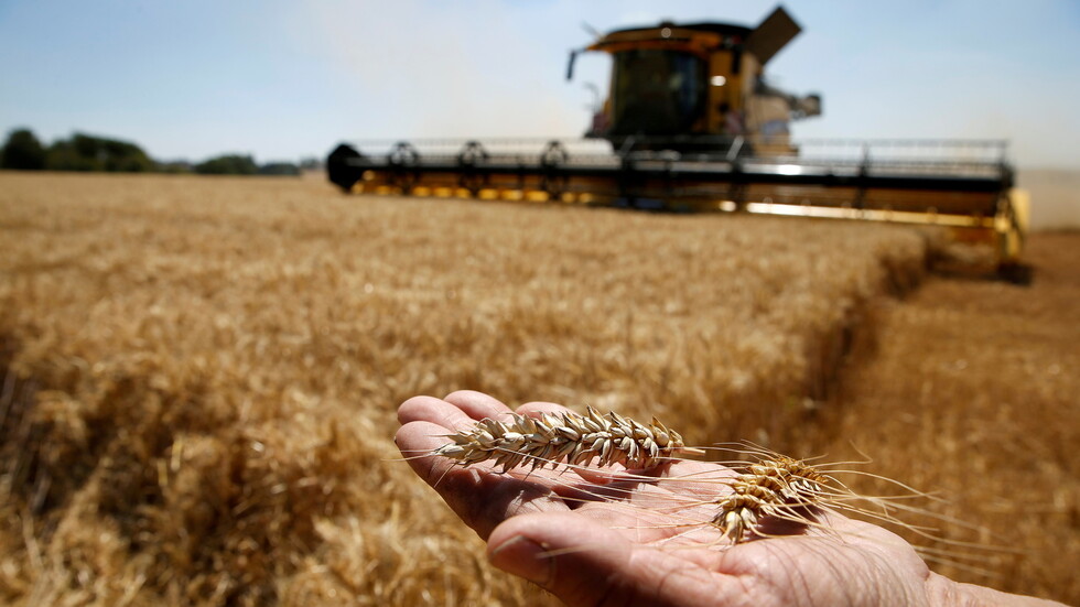 مصر تصدر مناقصة عالمية لشراء كمية غير محددة من القمح للشحن في نوفمبر
