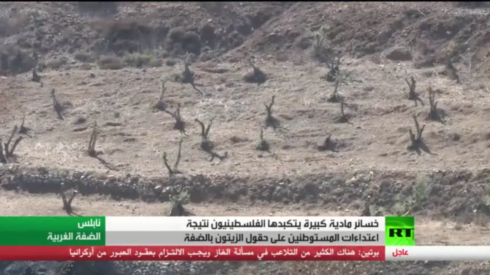 اعتداءات المستوطنين على حقول الزيتون