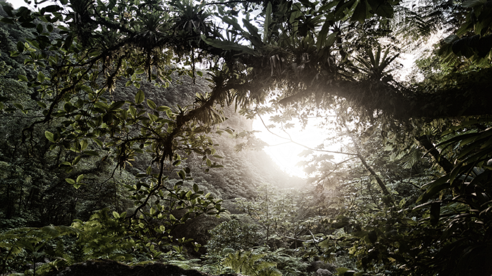 نبات غير معتاد من غابات الأمازون المطيرة حيّر العلماء 50 عاما