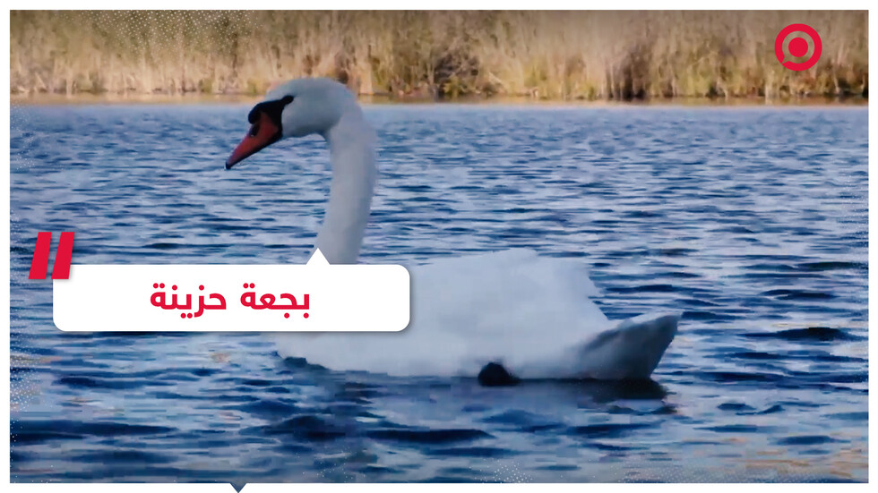 بجعة ترفض الطيران