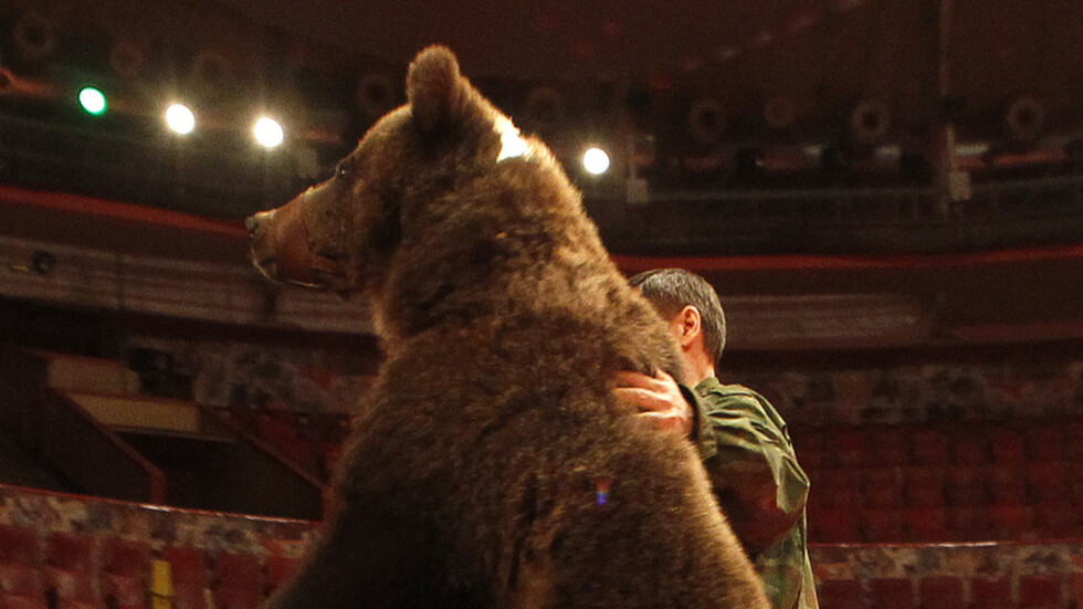 دب يهاجم امرأة حامل أثناء عرض في السيرك (فيديو)