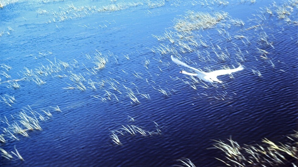 انخفاض قياسي لمنسوب الماء في نهر الفولغا الروسي