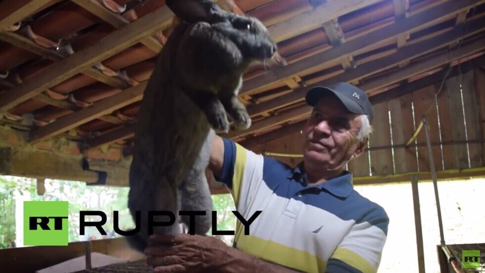 مزارع برازيلي ينشئ مزرعة لتربية الأرانب العملاقة