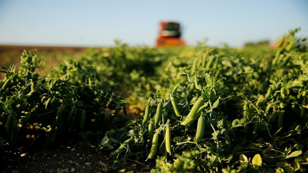 روسيا تسجل رقما قياسيا في تصدير البازلاء خلال سبتمبر