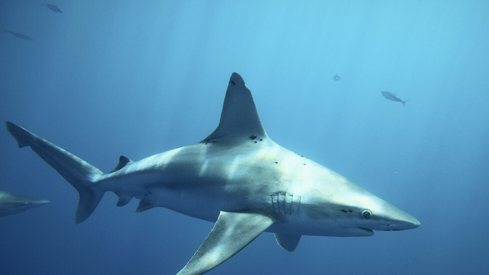 لماذا يهاجم القرش الأبيض البشر؟