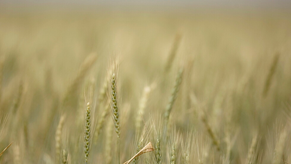 السعودية تطرح مناقصة دولية للقمح