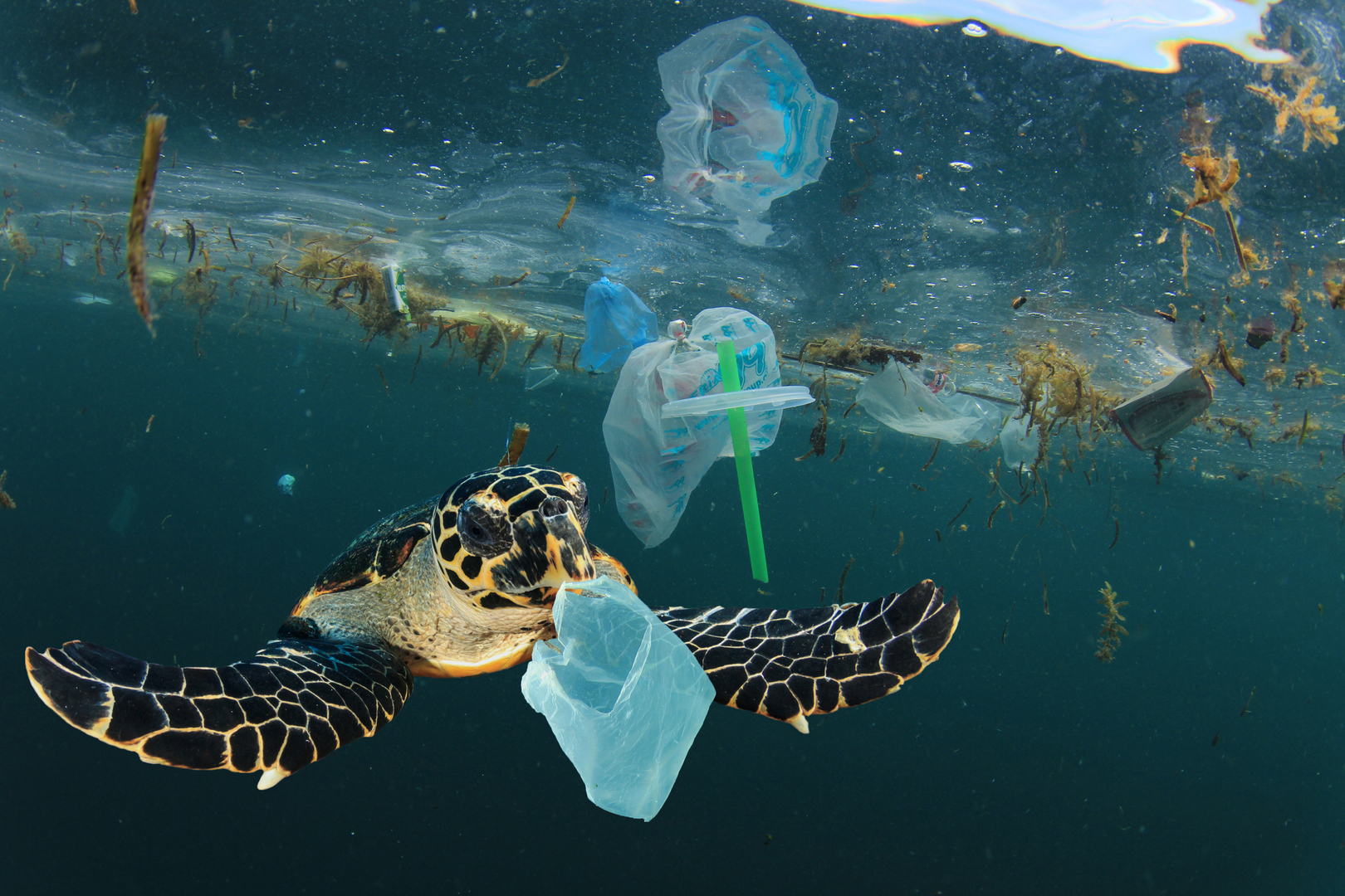 ما مقدار النفايات البلاستيكية التي تطفو حاليا في البحر الأبيض المتوسط؟