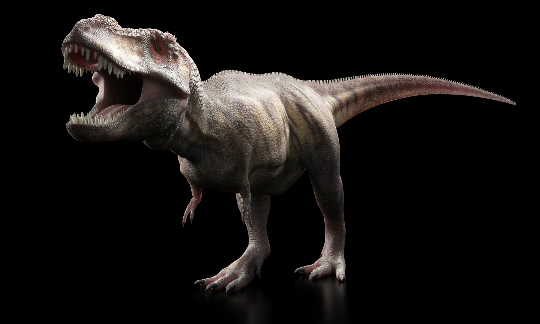 تحليل أحفوري يكشف عن ديناصور غريب بحجم الدجاجة يُطلق عليه اسم 