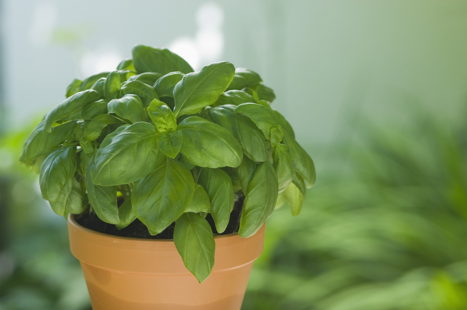 دراسة تحدد مركبا طبيعيا في النباتات قد يساعد في الحماية من مرض ألزهايمر