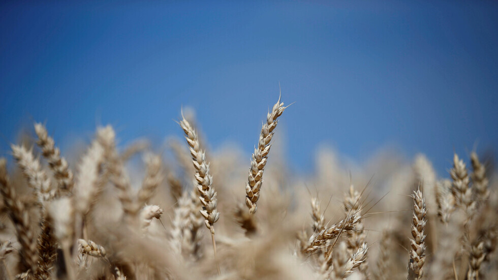 مصر تصدر مناقصة عالمية لشراء كمية غير محددة من القمح