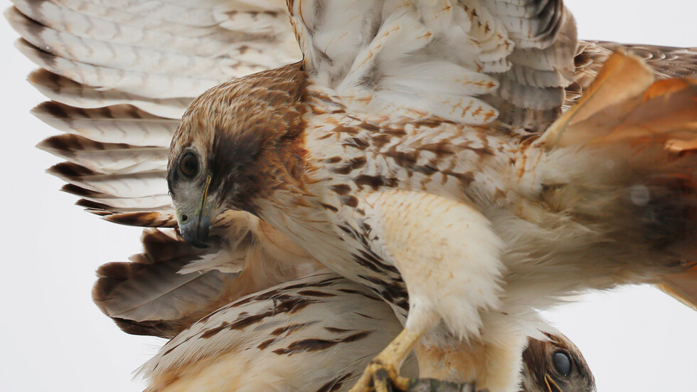 ليبيا.. بيع صقر نادر بمزاد علني بما يعادل 450 ألف دولار (صور)