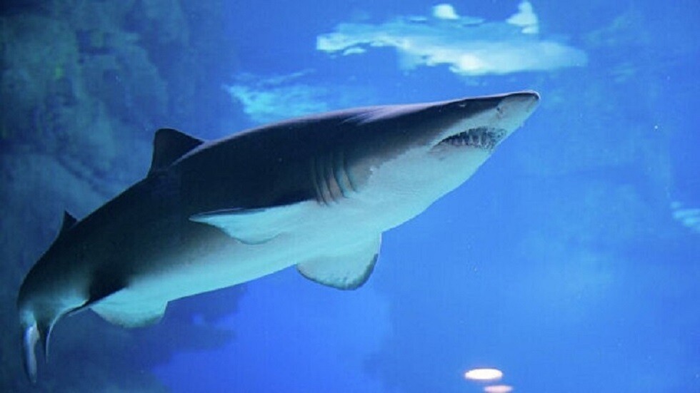 اختفاء رجل بعد هجوم لأسماك القرش قبالة أستراليا