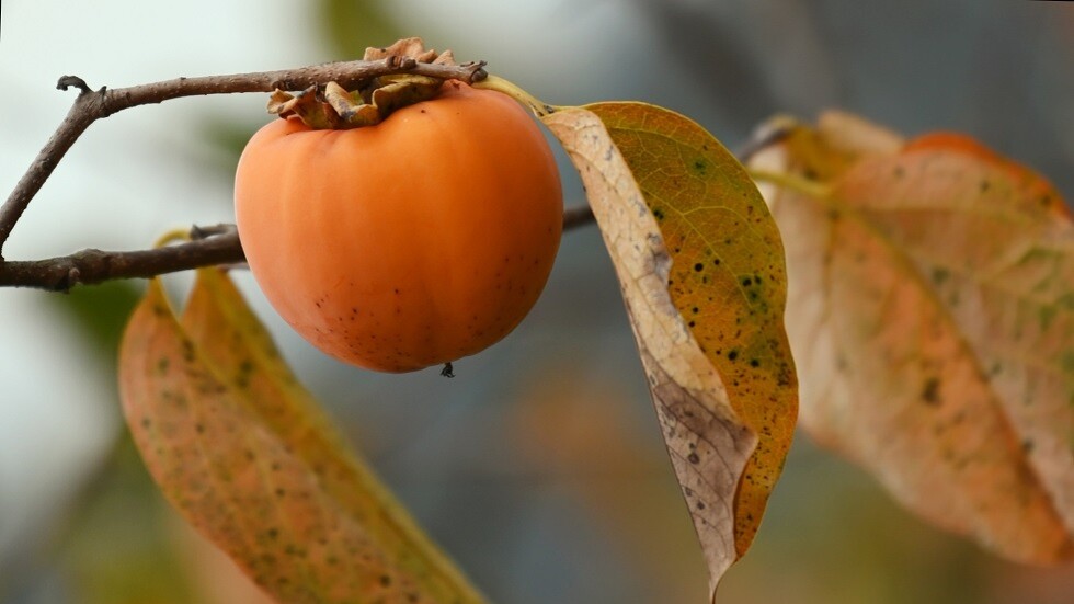 كيف يمكن تحديد الخرمال غير القابض؟