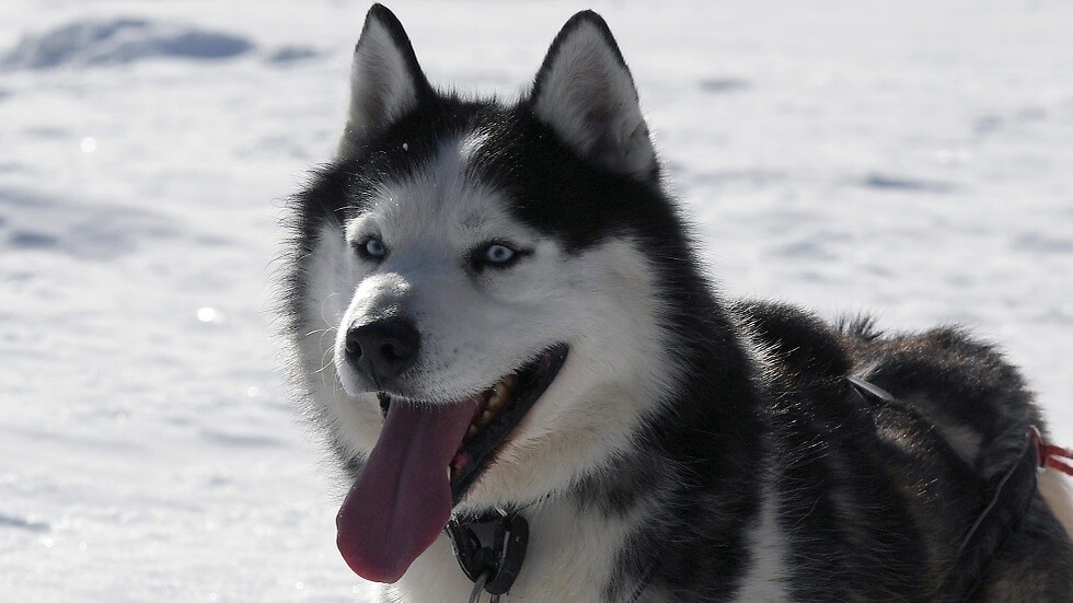 روسيا.. محاكمة أحد سكان تشيليابينسك بتهمة قتل كلب بدافع الانتقام