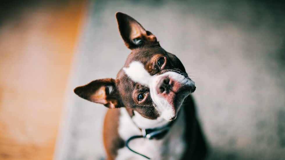 لماذا تميل الكلاب برأسها إلى أحد الجانبين عند التحدث إليها؟ .. العلماء يكتشفون أخيرا معنى ذلك