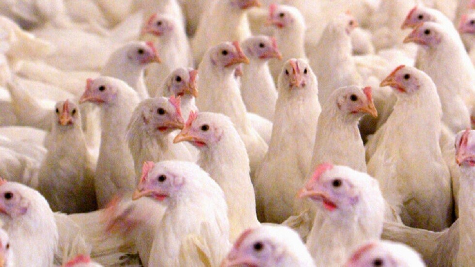 روما.. الحجر على مزرعة للدواجن بعد تفشي إنفلونزا الطيور فيها