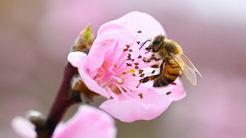 علماء بريطانيون: الاحتباس الحراري يساهم بانتشار قراد قاتل للنحل