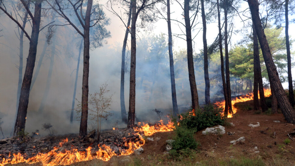 سوريا.. اندلاع حريق ضخم في ريف جبلة (صور)